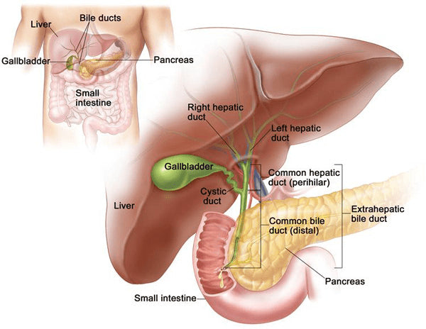 complex hepatobiliary surgery